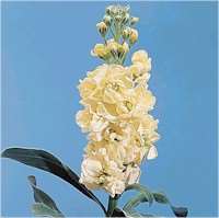 VIOLACCIOCCA EXTRA DOPPIA 95% AURORA NR.1000 Semi